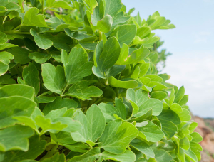 長命草(ボタンボウフウ)