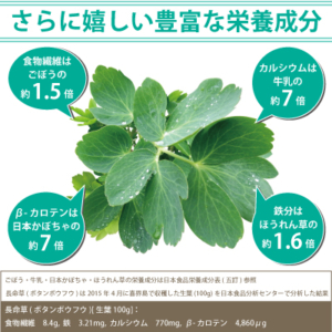 喜界島産長命草(ボタンボウフウ)　驚きの栄養素