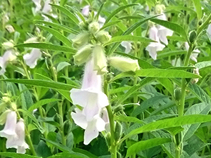 喜界島産白ごま　白ごまの花　厳選品質のための生育調査