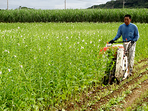 喜界島産白ごま　収穫