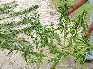 喜界島産白ごま　天日干し前の品質検査