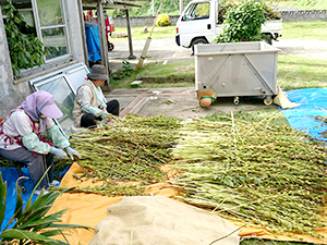 喜界島産白ごま　天日干しの準備