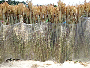 喜界島産白ごま　収穫後の天日干し