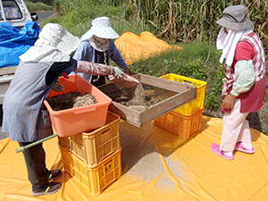 喜界島産白ごま　天日干し後に篩がけ