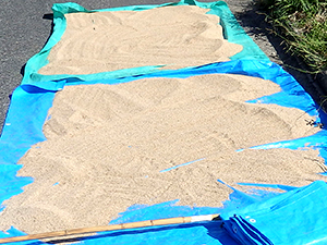 喜界島産白ごま　再度天日干し