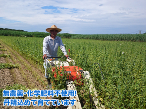 喜界島産白ごまは無農薬・化学肥料不使用で育てています