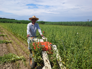 喜界島産白ごまは無農薬で育てています