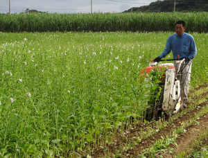 喜界島産白ごま