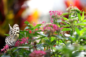 長命草(ボタンボウフウ)　喜界島産のみを使用しています