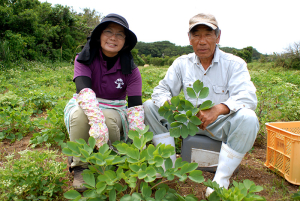 長命草(ボタンボウフウ)は無農薬・化学肥料不使用で育てています。