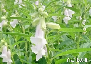 喜界島 白ごま 洗い胡麻 ごまの花