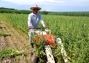 喜界島 白ごま 洗い胡麻 ゴマ収穫