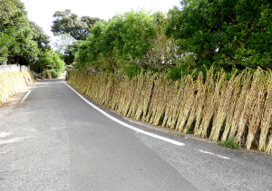 喜界島 白ごま 洗い胡麻 ごま乾燥