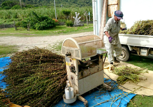 喜界島 白ごま 洗い胡麻 収穫