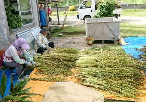 喜界島 白ごま 洗い胡麻 収穫