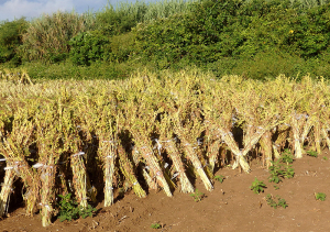 喜界島 白ごま 洗い胡麻 乾燥