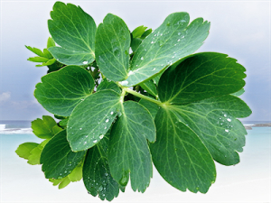 喜界島産 長命草 ボタンボウフウ