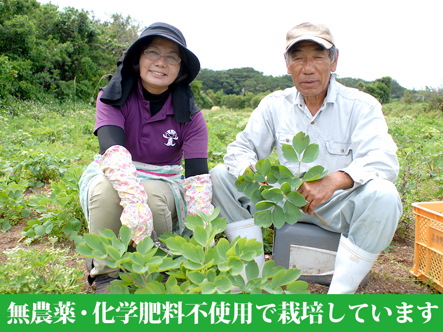 喜界島潤命青汁に使用している長命草(ボタンボウフウ)、大麦若葉、桑の葉も無農薬・化学肥料不使用で育てています
