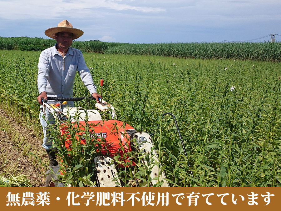 喜界島産白ごまは無農薬・化学肥料不使用で栽培しています