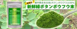 新発売　喜界島産長命草(ボタンボウフウ)100％　新鮮緑ボタンボウフウ末