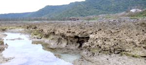 喜界島　隆起サンゴ