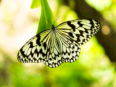 喜界島　蝶の楽園　オオゴマダラ