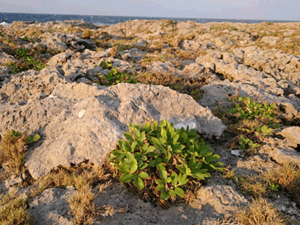喜界島は隆起珊瑚の島