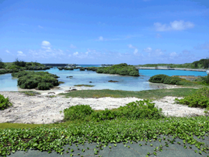 奄美群島国立公園の一部　喜界島　荒木海岸