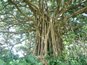 喜界島　手久津久集落　ガジュマル巨木